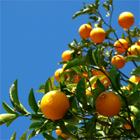 orange_recicla_g Estrena y Recicla de Orange