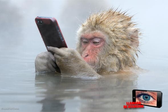 [Llamada de atención]: El iPhone de la imagen no salió muy bien parado tras su paso por las manos del mono. 