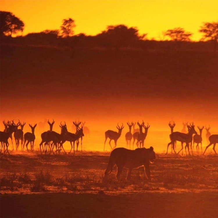 tarifas animales de Orange