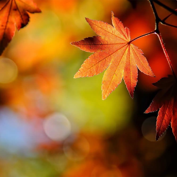 aplicaciones para el otoño