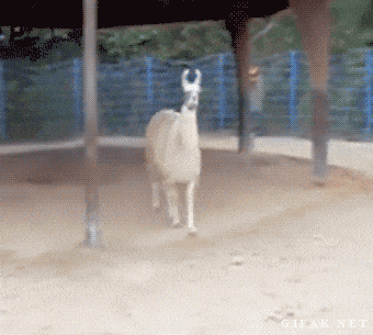 historia del GIF llama GIF