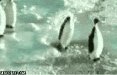historia del GIF pinguino GIF