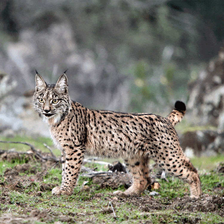 lince ibérico, una especie en extinción