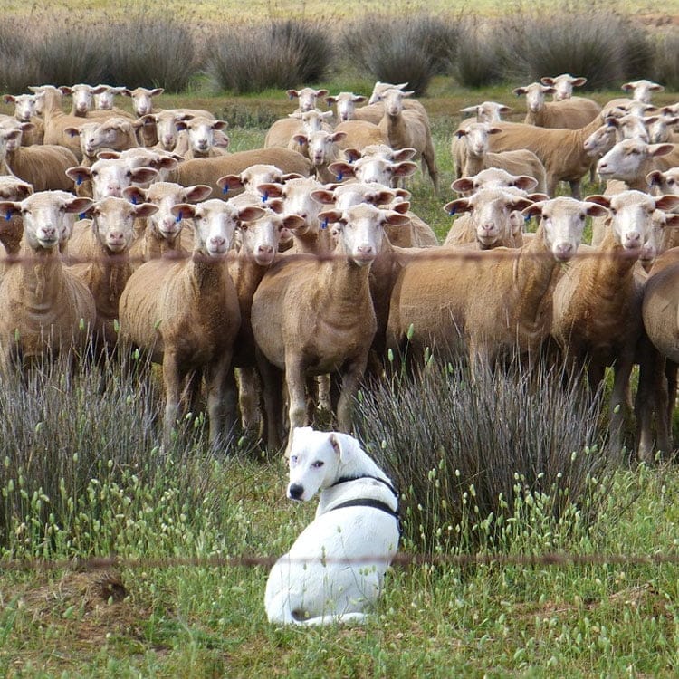 desregulación de los OMV