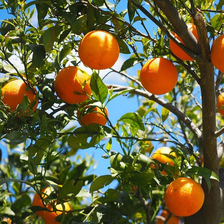 10GB gratis con Orange prepago en el verano de 2019