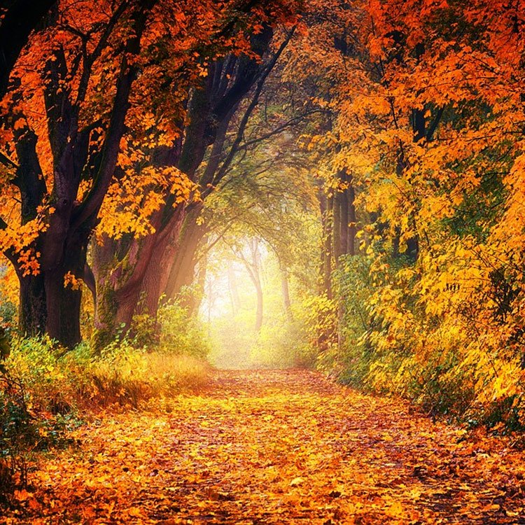 tarifas de Amena para el otoño de 2019