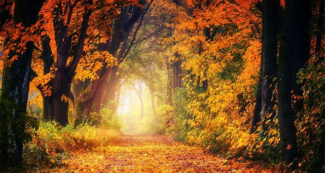 tarifas de Amena para el otoño de 2019